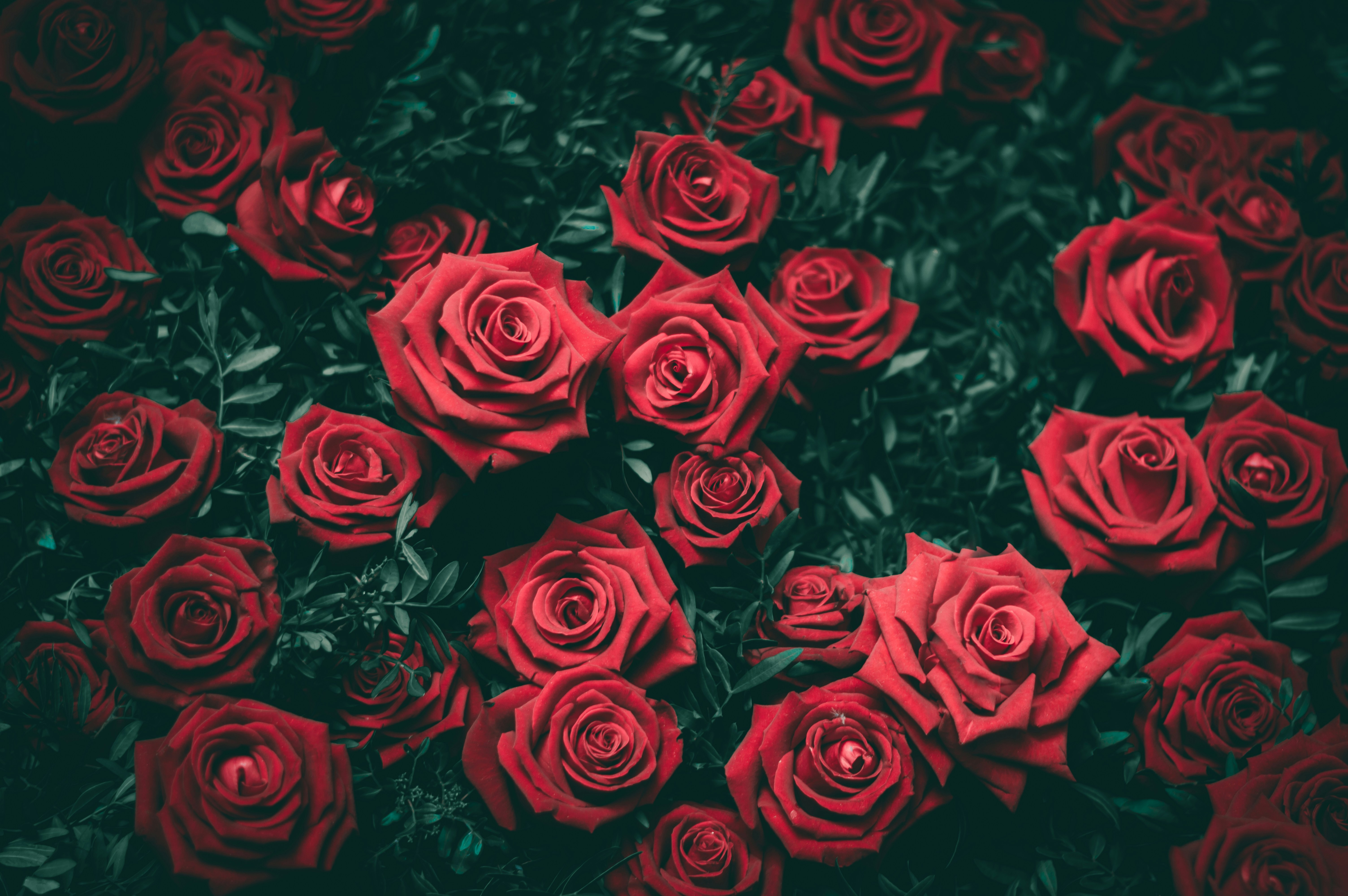 How To Cast A Love Spell With Rose Petals | Attract The True Love